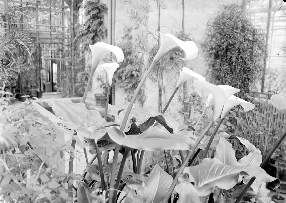 Kalla och andra växter i växthus, Botaniska trädgården, Uppsala 1942