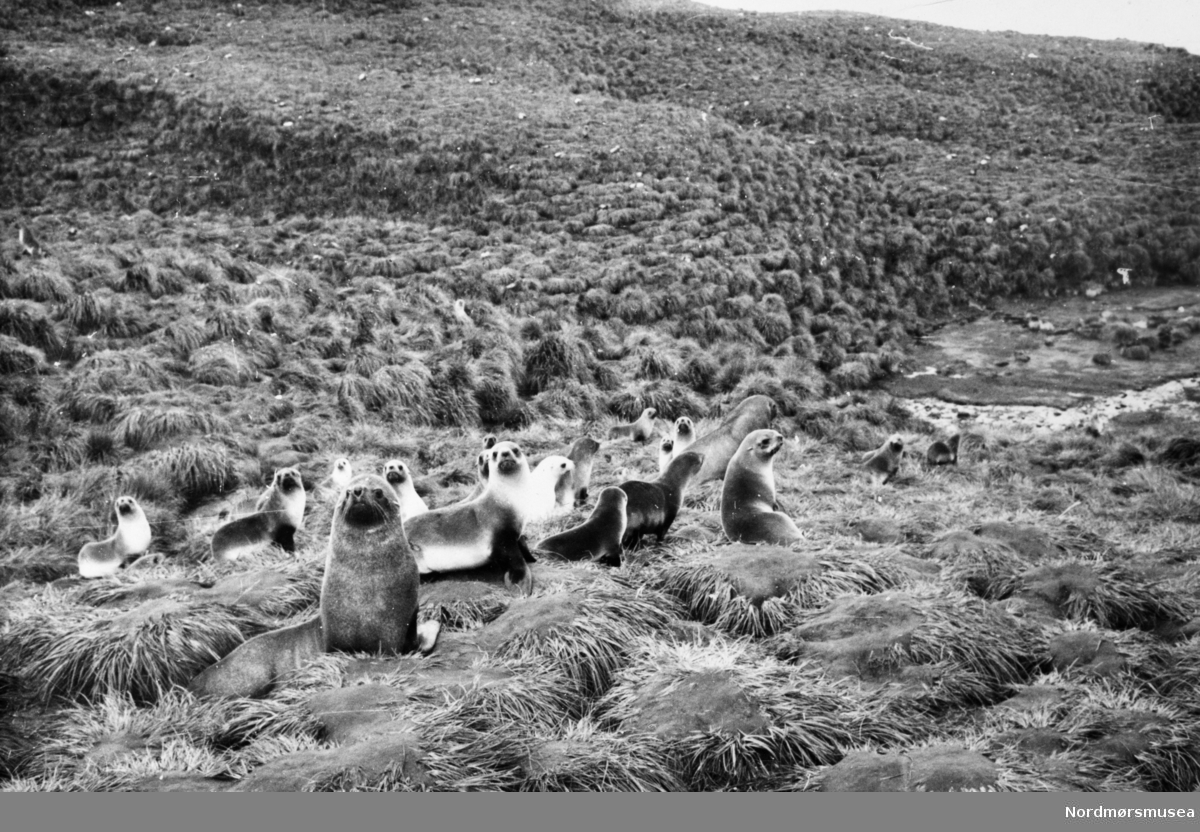 Foto fra Grytviken i Sør-Georgia, og fra en norsk hvalstasjon der. Her ser vi trolig fra en gruppe sjøløver i området. Pels-sel. Bildet kan dateres mellom 1959 til 1960. Fra Nordmøre museums fotosamlinger.