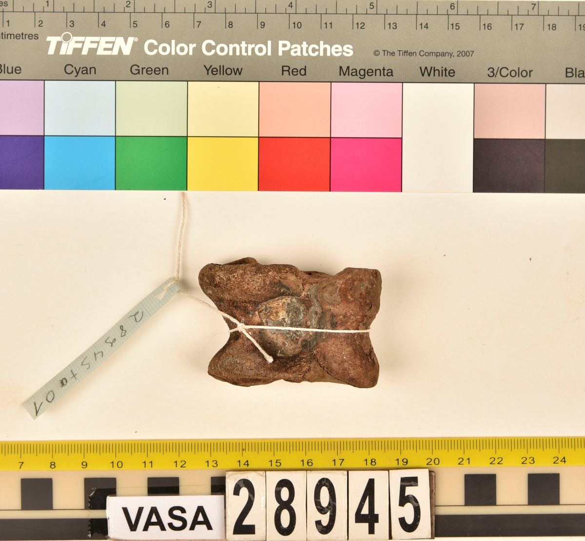 Ben från nötkreatur (Bos taurus). 
1 st. fragment av första halskotan (atlas).
1 st. andra halskotan (epistroheus).
8 st. halskotor (vertebrae cervicale).
10 st. bröstkotor (vertebrae thoracale).
14 st. ländkotor (vertebrae lumbale).
1 st. sista ländkotan (vertebrae lumbale).
1 st. skulderblad (scapula).
23 st. revben (costae).
12 st. strålben (radius).
5 st. armbågsben (ulna).
6 st. delar av bäckenben (pelvis).
6 st. överarmsben (humerus).
1 st. språngben (astragalus).
4 st. lårben (femur).
2 st. skenben (tibia), (en har en lös nedre/distal ledyta/epifys).
1 st. övre del av skenben (tibia).
2 st. delar av överkäkar (maxilla).
1 st. käkfragment (mandibula).
6 st. tänder (dentes).
8 st. underkäkar (mandibula).