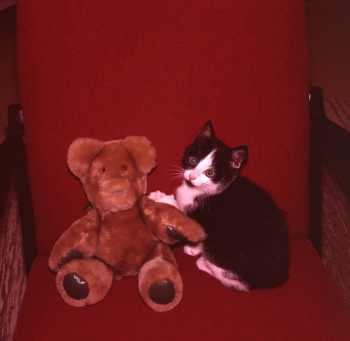 En teddybjörn och en kattunge sitter tillsammans i en stol.