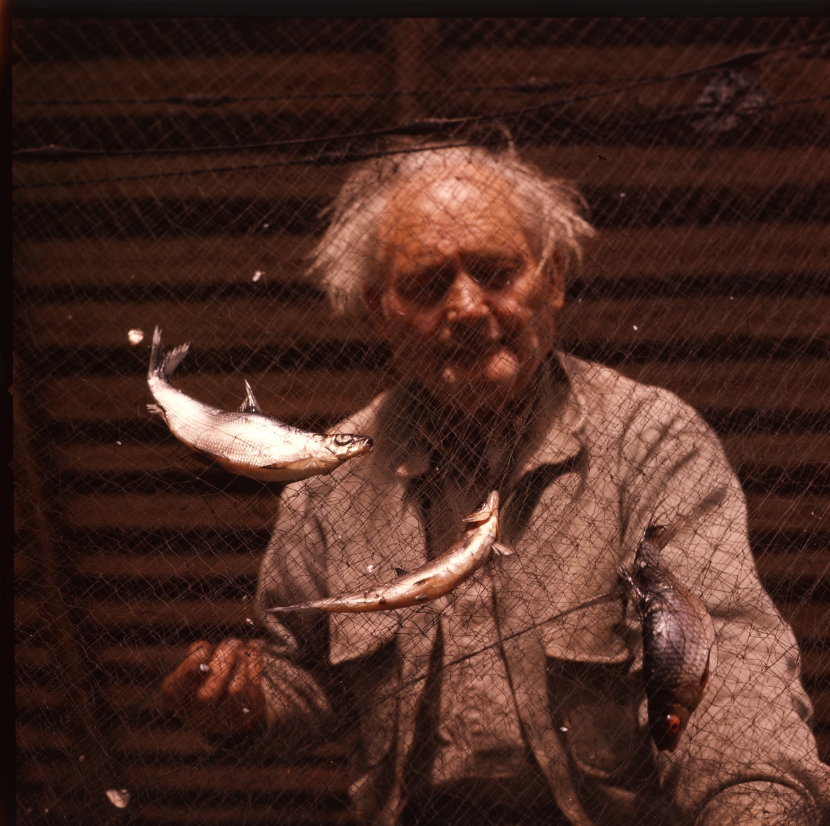 Albert Viksten sedd genom ett fiskenät. I nätet hänger flera fiskar.