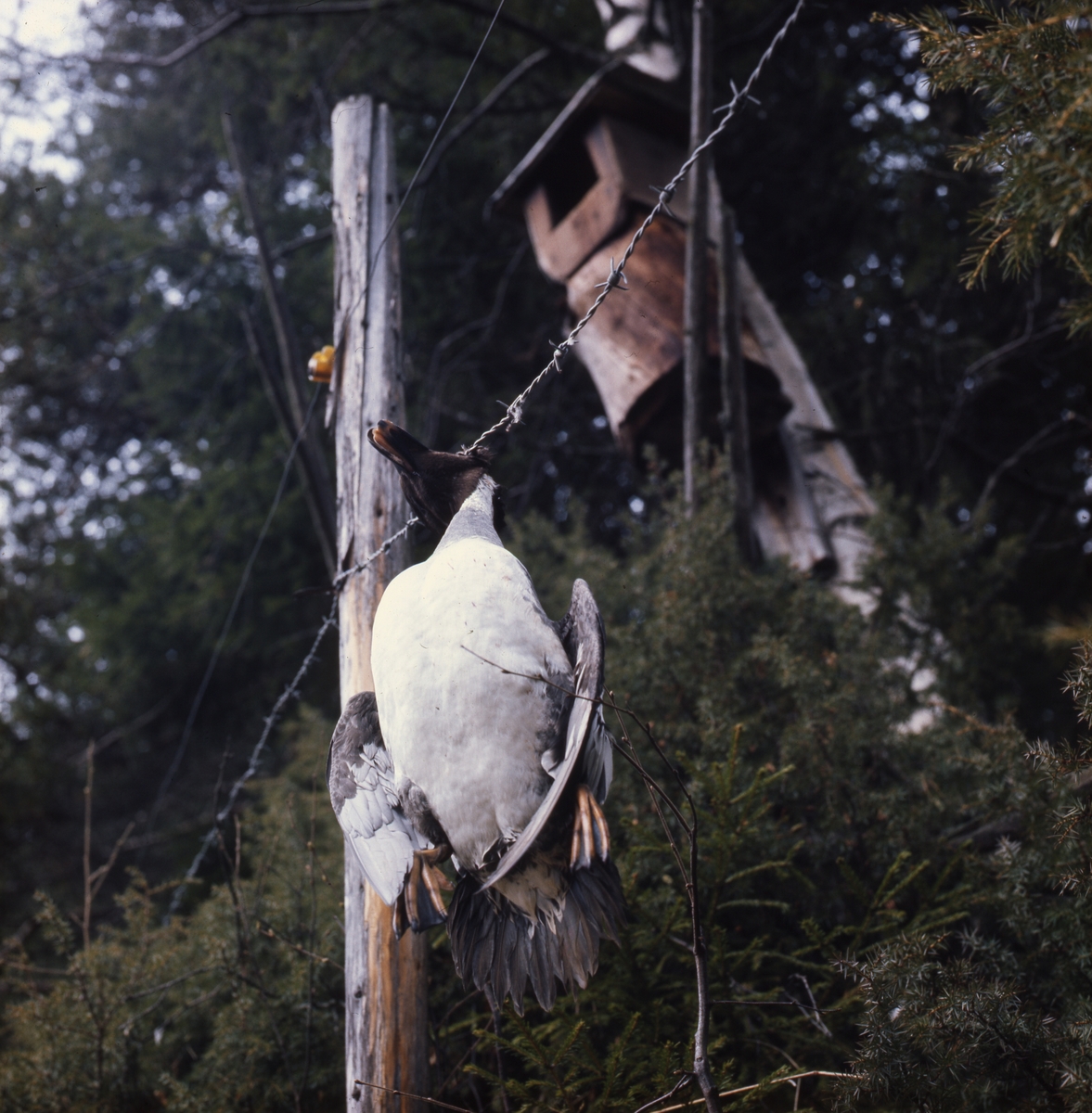 En död sjöfågel hänger i en taggtråd alldeles nedanför en holk.