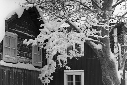 Intill två byggnader står ett träd med grenarna nedtyngda av snö.