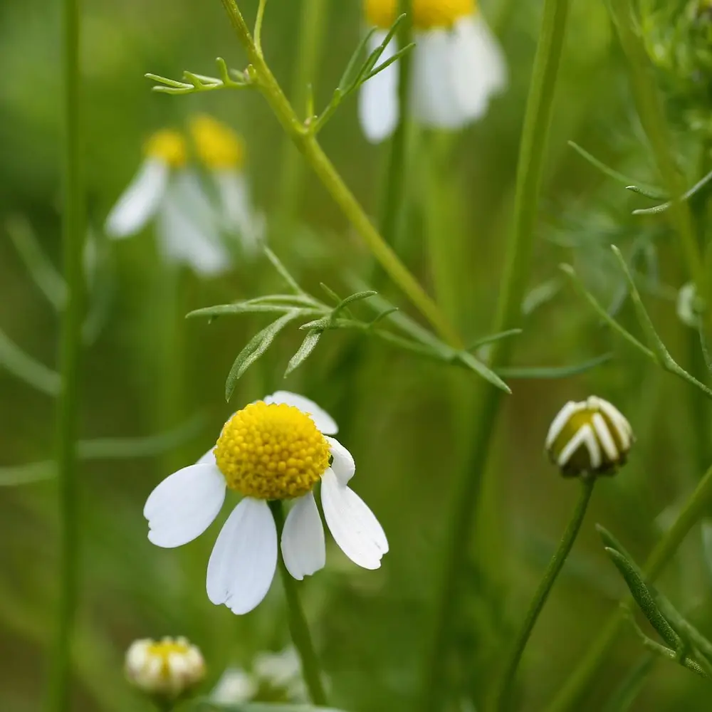 Kamilleblomsten består av en stor, gul blomsterknapp med ovale, hvite kronblader rundt. 