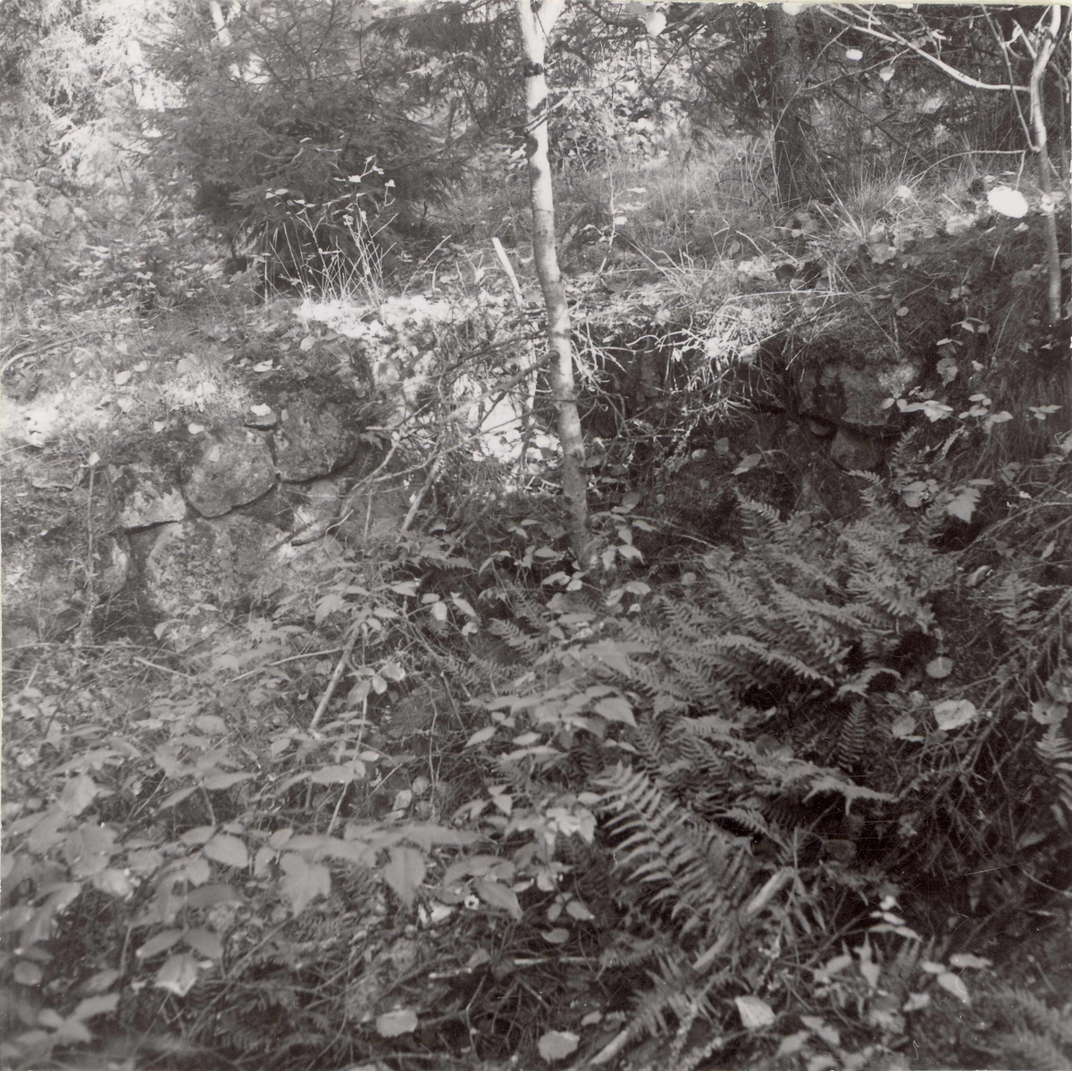 Rester av jordkula i Brudhyltan.

Foto: Gunnel Forsberg, oktober 1965.