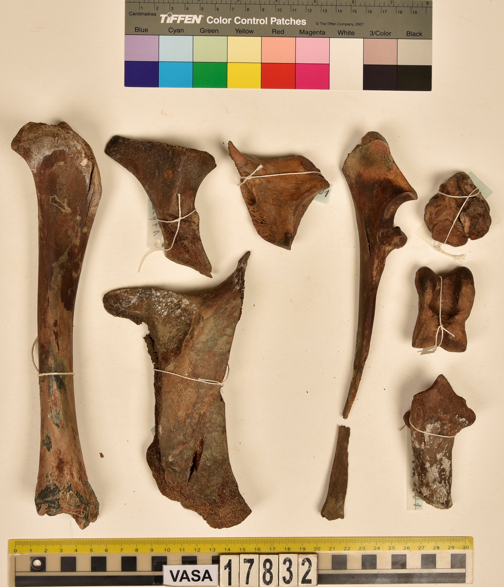 Ben från nötkreatur (Bos taurus).
1 st. fragment av höger skulderblad (scapula dx).
1 st. skenben (tibia).
1 st. armbågsben (ulna) i två delar.
2 st. del av bäckenben (pelvis).
1 st. vrist:
1 st. vänster hälben (calcaneus sin),
1 st. vänster språngben (astragalus sin),
1 st. vänster fotrotsben (centrotarcale sin).