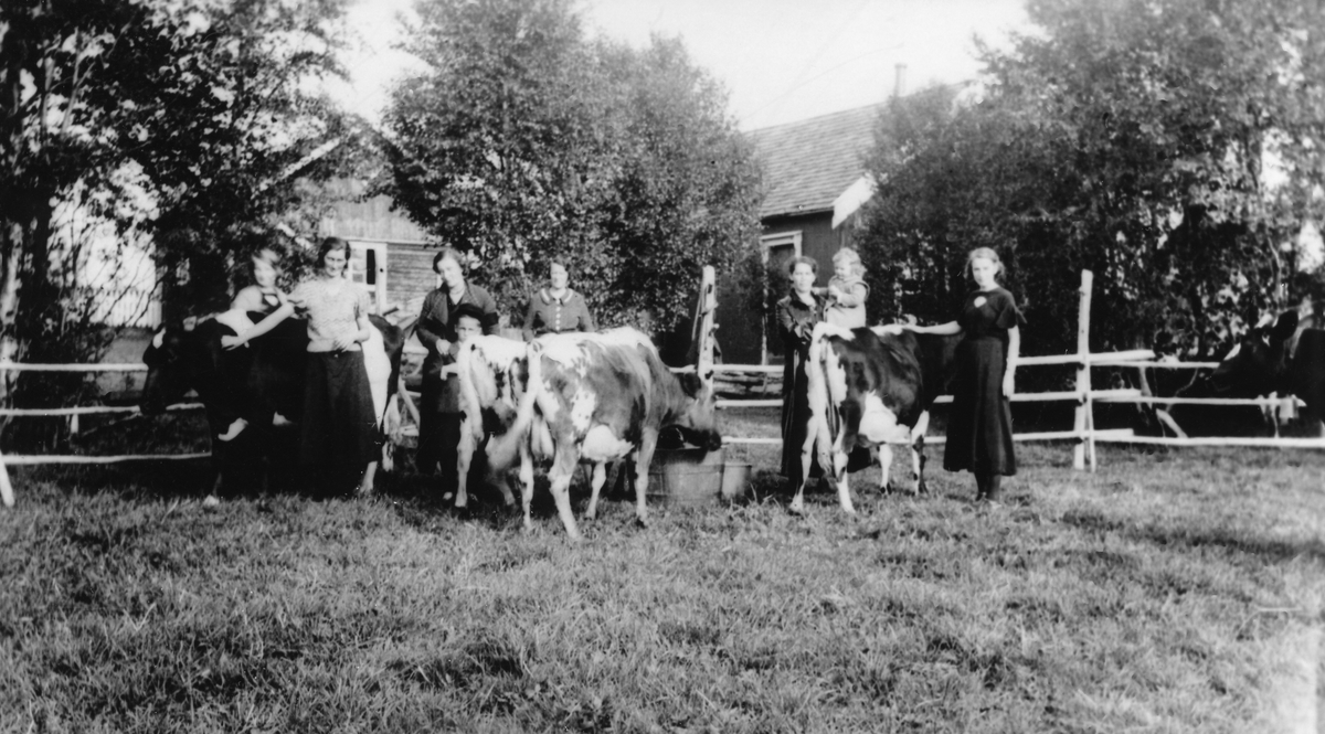 Kvinner, barn og kyr foran bebyggelsa på setra Åsheim i Småsetran, Røros 1935