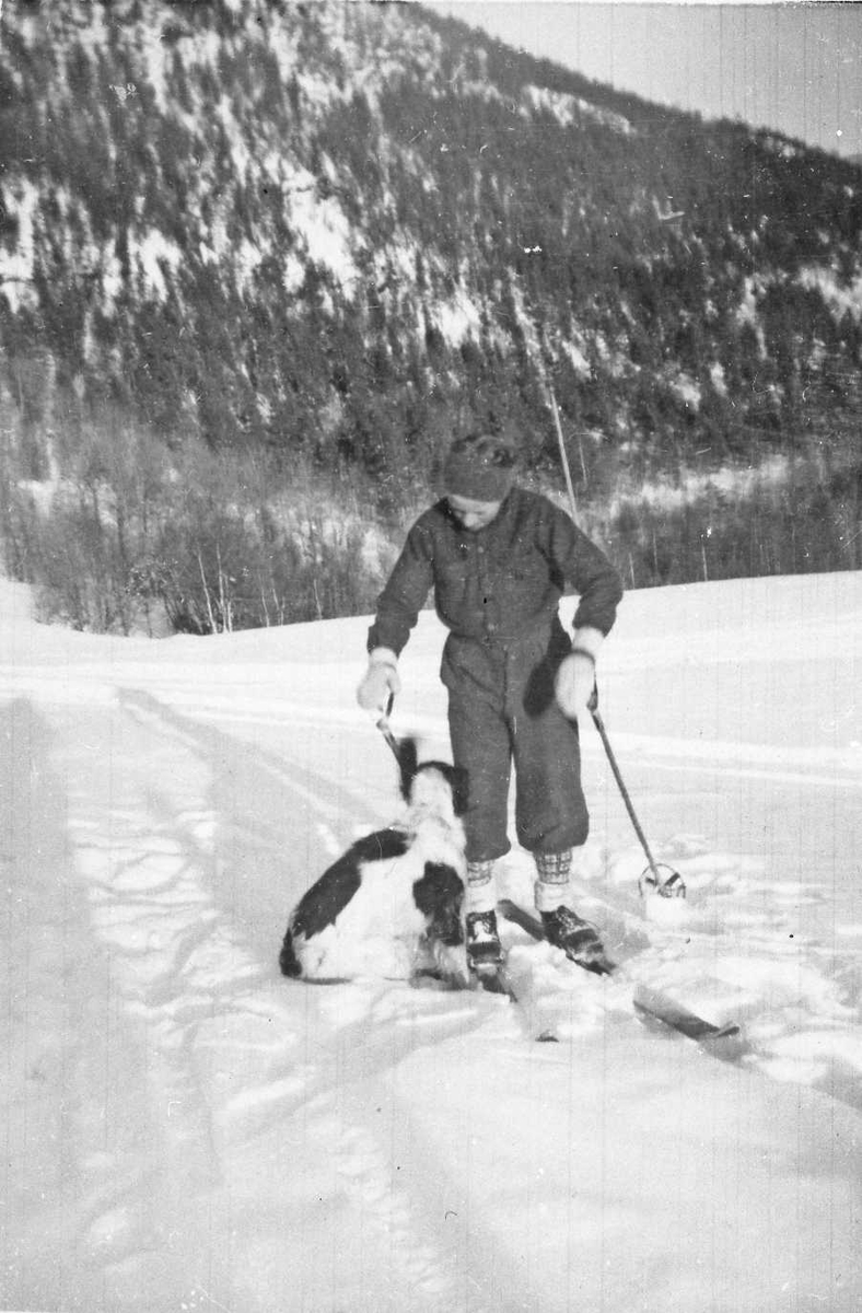 Person, ski, staver, hund, naturforhold. 