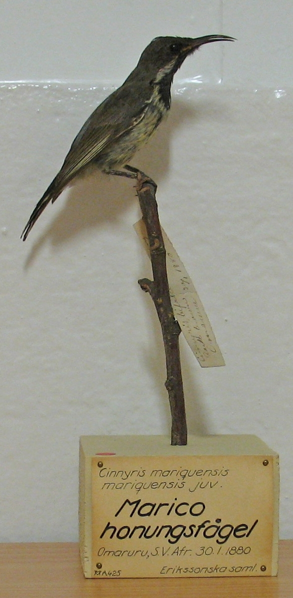 Fågel monterad på pinne.
Juvenil.

Nectarinia m. mariquensis (A. Smith) 1836.C. F. Lundevall (1987) - Nectarinia m. mariquensis (A. Smith) 1836, maricohonungsfågel. 
G. Rudebeck (1955) - Cinnyris m. mariquensis juv. Marico honungsfågel. Omaruru, Sydvästafrika. 30.1.1880. 
A. W. Eriksson - Cinnyris bifasciata, young. Dark brown. Omaruru 30/1 1880. 
Litt. Gustaf Rudebeck, South African Animal Life, vol II, Stockholm, 1955.