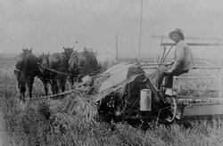 Skuronn, hester, person.