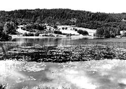 Fra Nordmøre museums fotosamlinger, Halås-arkivet.