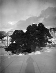 Stor furu i åkerkanten