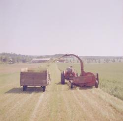 Norsk landbruks jubileumsutstilling 1959. Innhøsting med mod