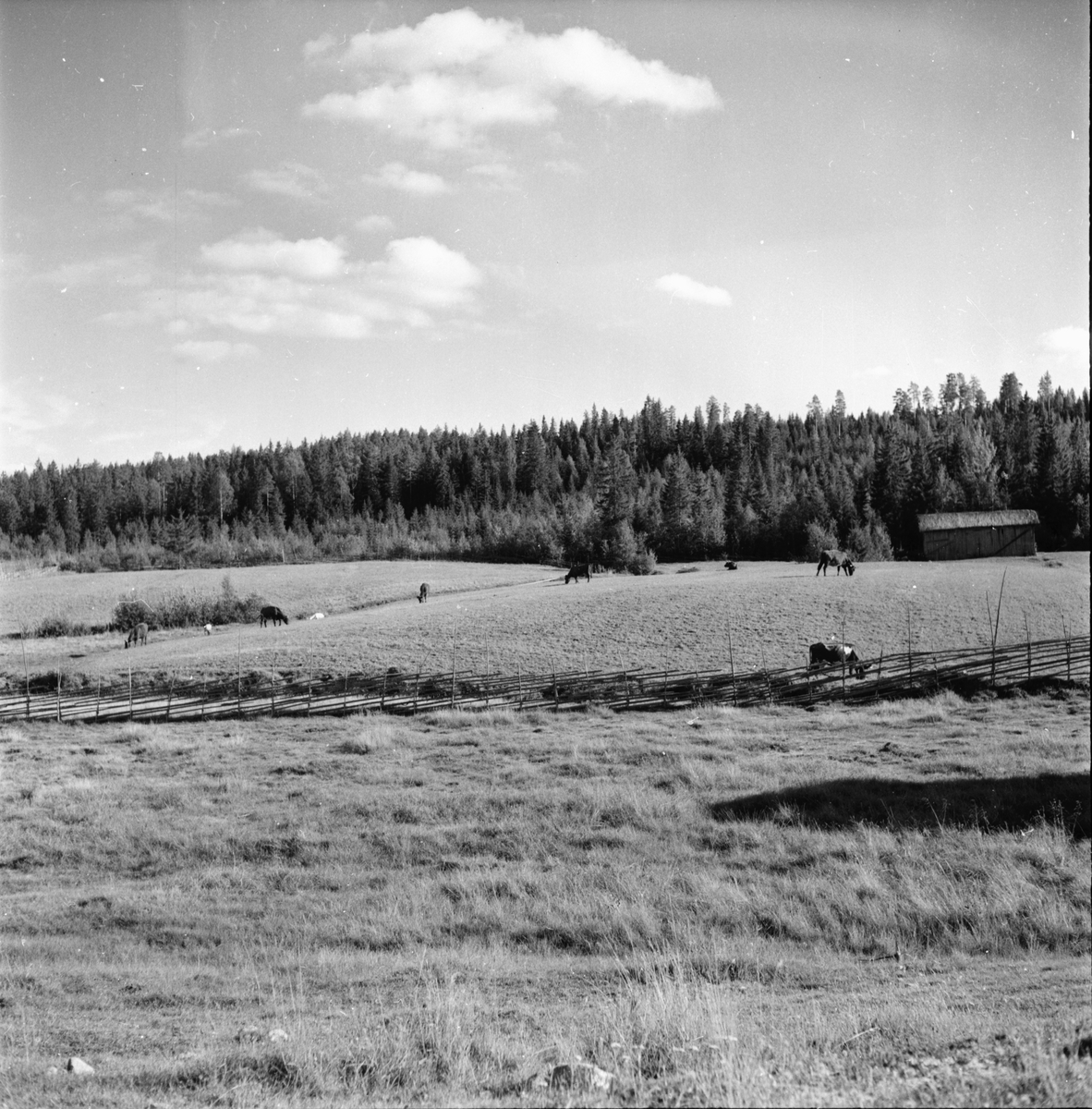 Lars Larsson. Tönsen Hanebo 1955. Jordbrukslandskap.