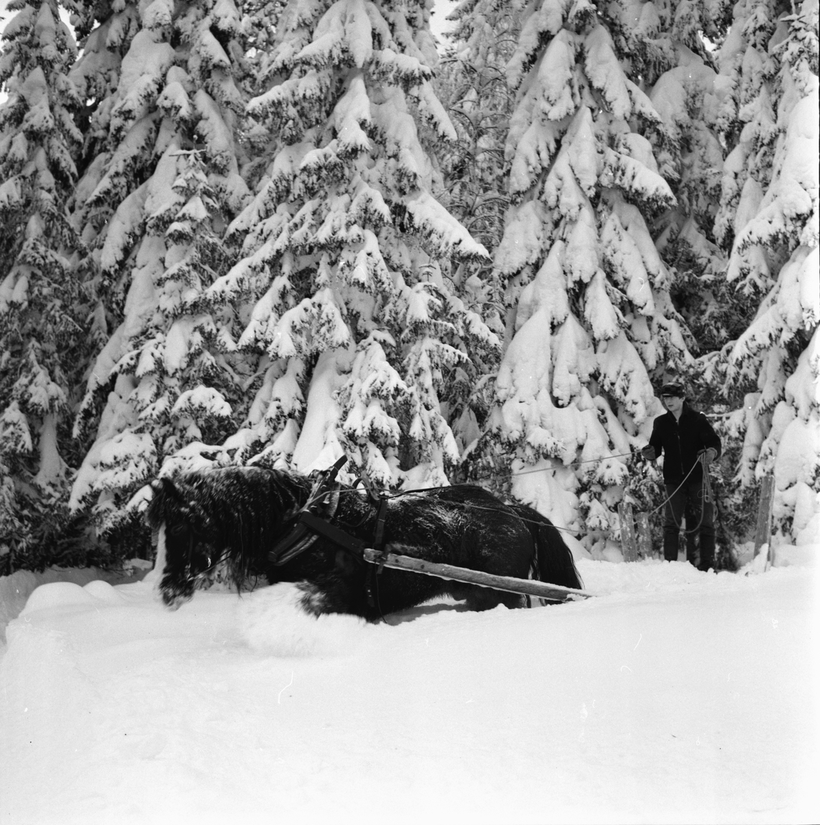 Söderlund Göte,
Skogskörning vid Grannäsvägen,
9 Febr 1966