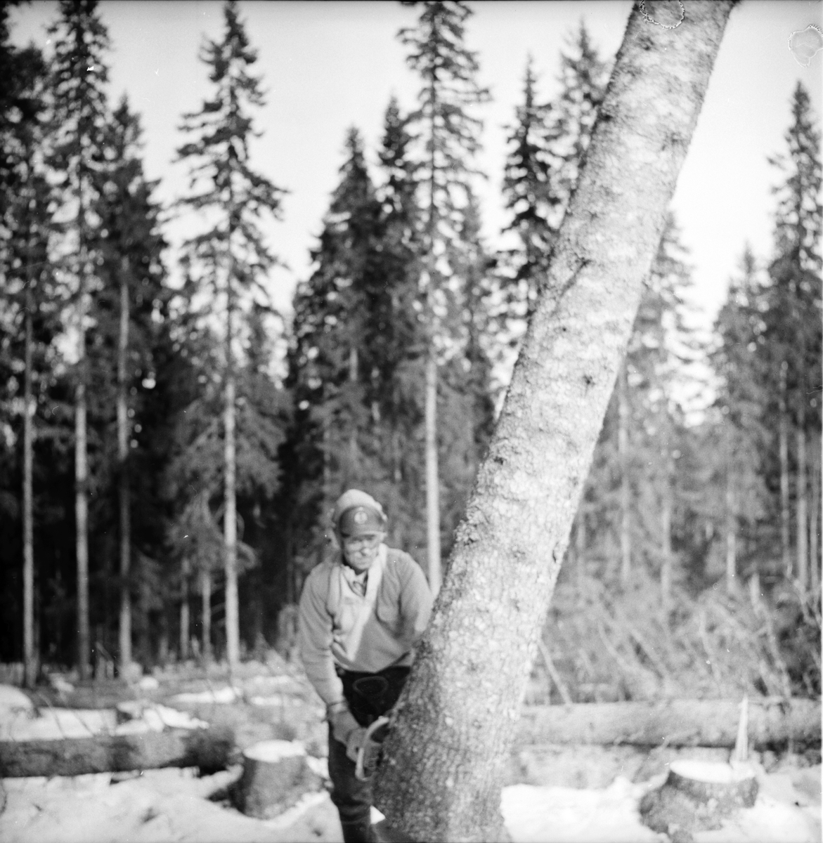 Nian-Noret. Taito Sutinen fäller ett träd.
Skogsdrivning repotage.
Mars 1973