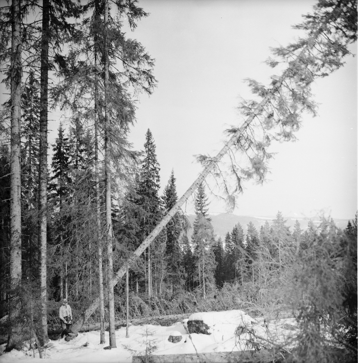 Nian-Noret.
Skogsdrivning repotage.
Mars 1973