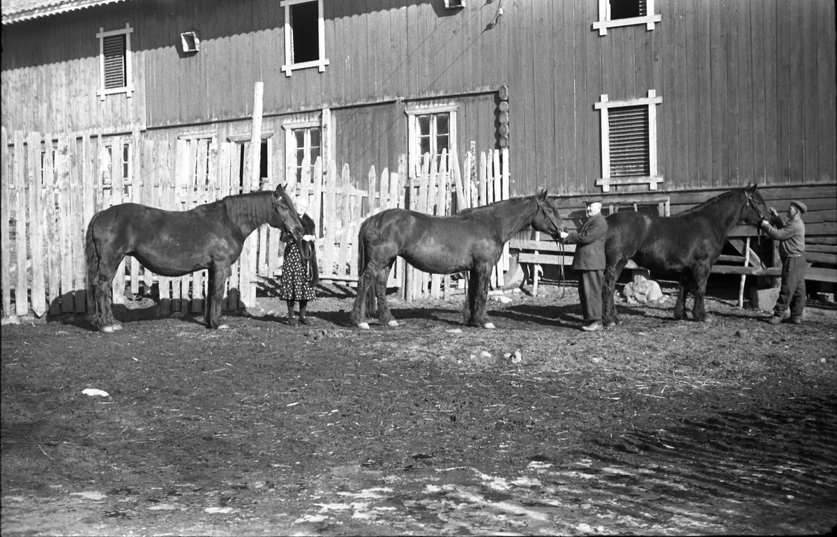 Hester hos Anders Madsen Hveem på Hveem østre i Østre Toten. Mannen i mørk dress er Anders Madsen Hveem, og kvinnen hans kone Fredrikke. Den tredje personen er ikke identifisert. Serie på seks bilder.