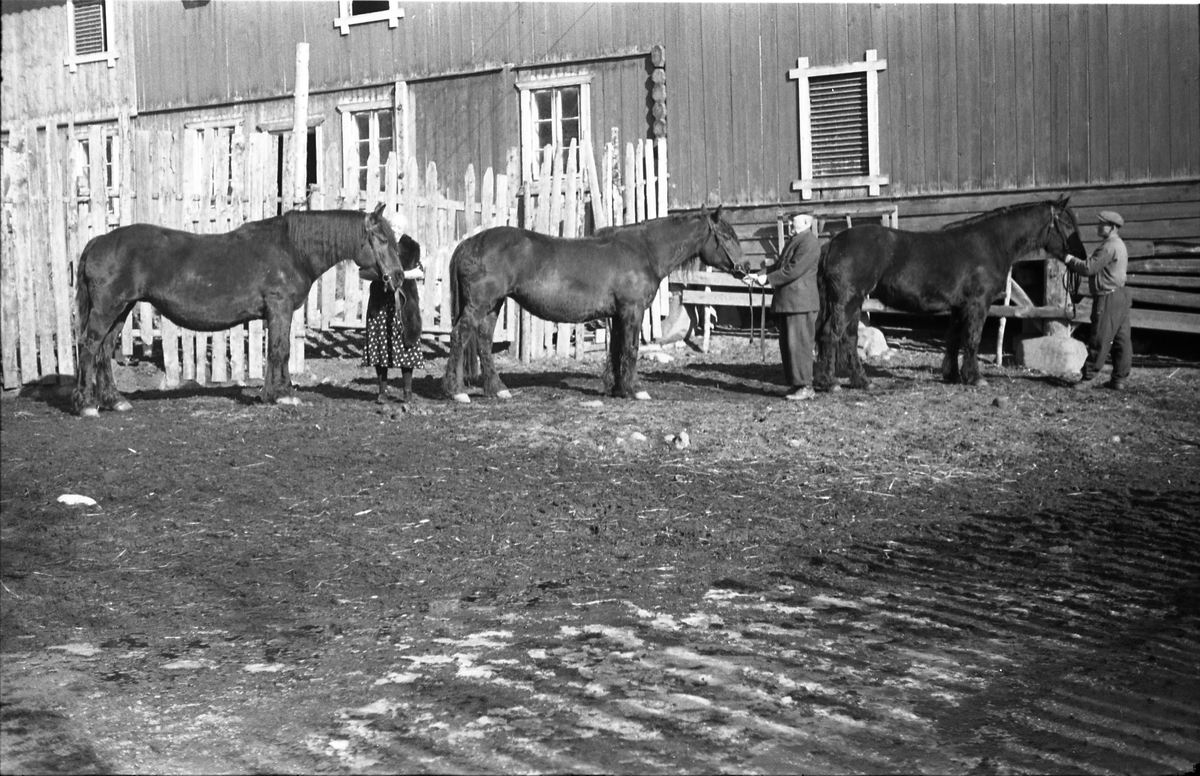Hester hos Anders Madsen Hveem på Hveem østre i Østre Toten. Mannen i mørk dress er Anders Madsen Hveem, og kvinnen hans kone Fredrikke. Den tredje personen er ikke identifisert. Serie på seks bilder.