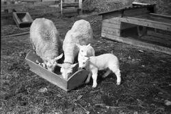 Sau - Søyer med lam. Fire bilder.