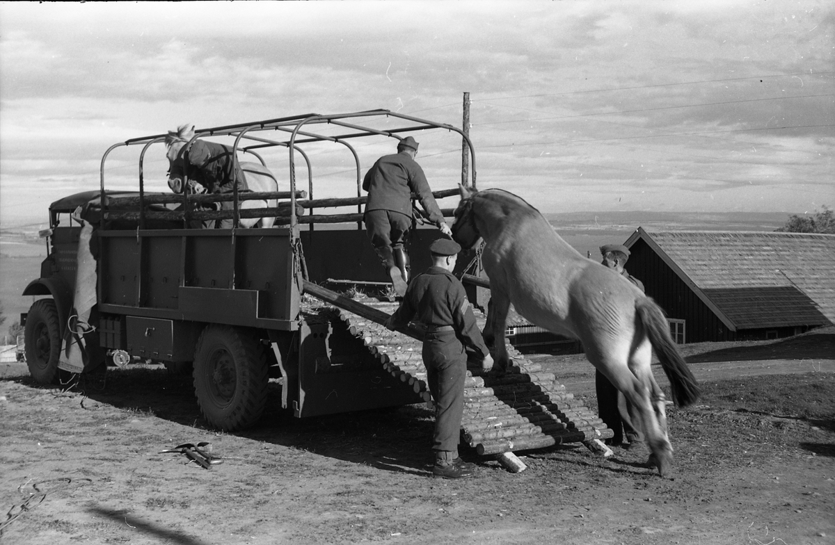 Opplasting av hester på lastebil ved Hærens Hesteskole på Starum september 1948. Serie på 24 bilder. Lengst til venstre på bilde nr. 1 står daværende sersjant Ottar Markeng.
Bildene nr. 1-4 og 17-24 eer trolig fra Hoffsvangen, de øvrige fra Starum Leir.