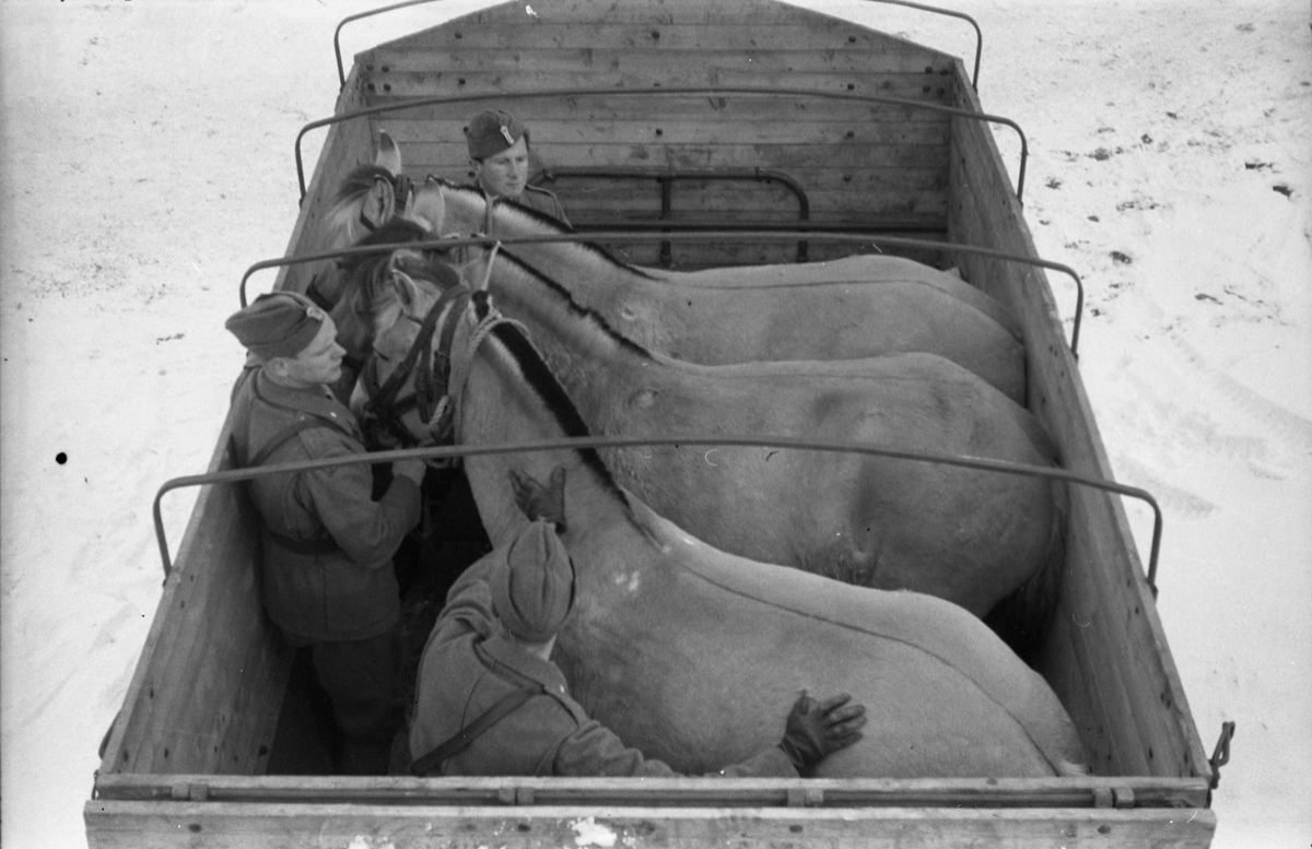 Hestetransport med lastebil ved Hærens Hesteskole på Starum oktober 1948. Serie på 18 bilder.