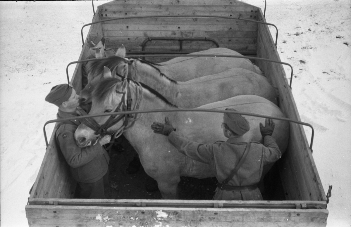Hestetransport med lastebil ved Hærens Hesteskole på Starum oktober 1948. Serie på 18 bilder.