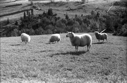 Sauer på beite med skysstasjonen Grøna på Totenåsen i bakgru