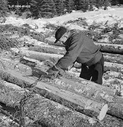 Karinus Loftet kjører tømmer med hest i Flotta, Elverum. Rus