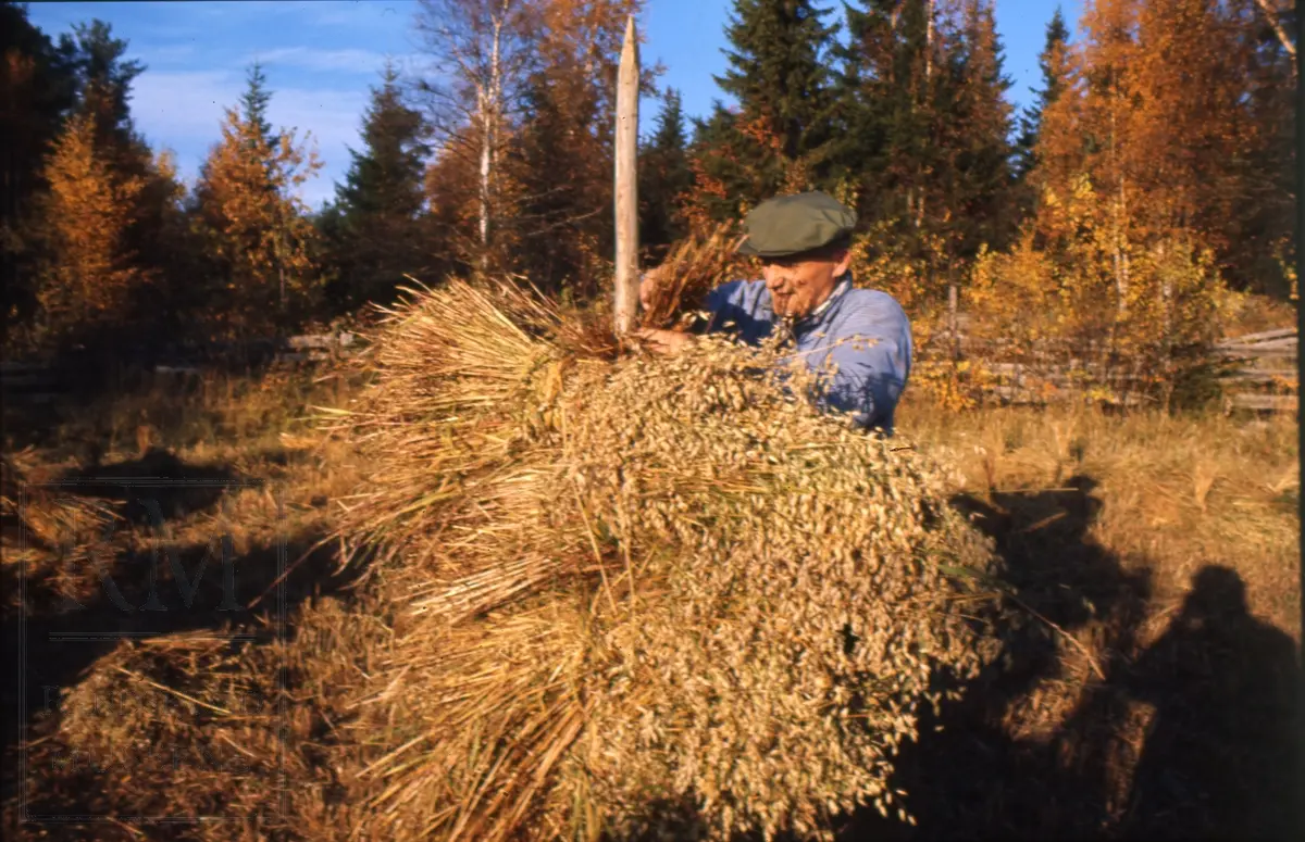 Foto fra "Skålonna", kornband settes opp på rå.