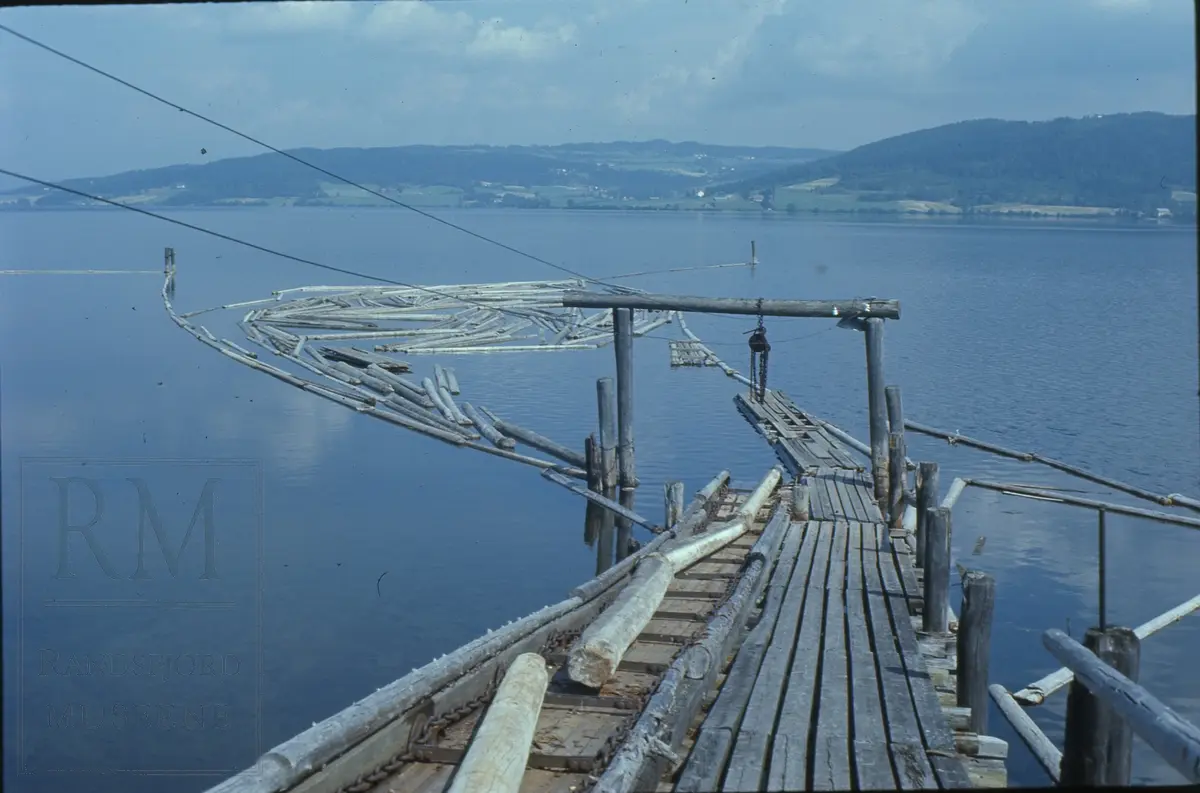 Randsfjord vassbunn, 1973. Nordre kjerraten ved Nøklebytangen