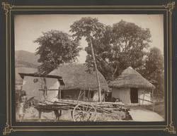 Kuliboliger, Trinidad [Fotografi]