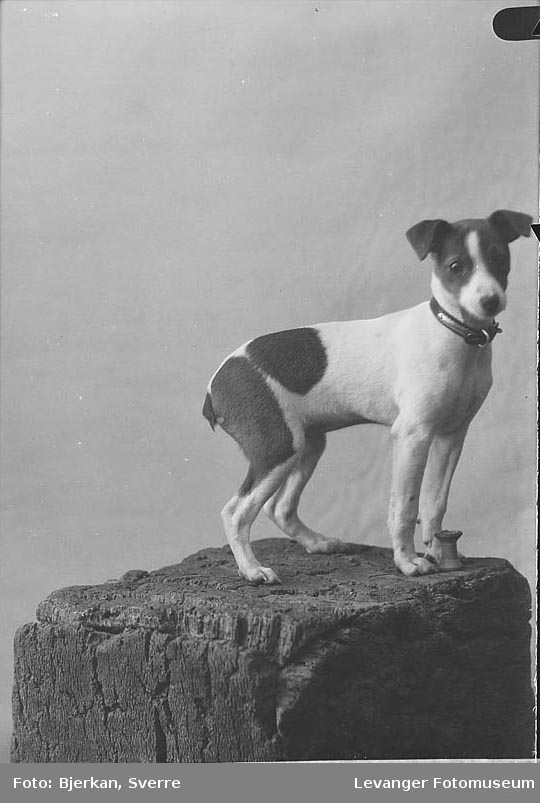 Portrett av Jehnsens hund.