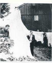 Tørking av isbjørnskinn.Ca.1960.