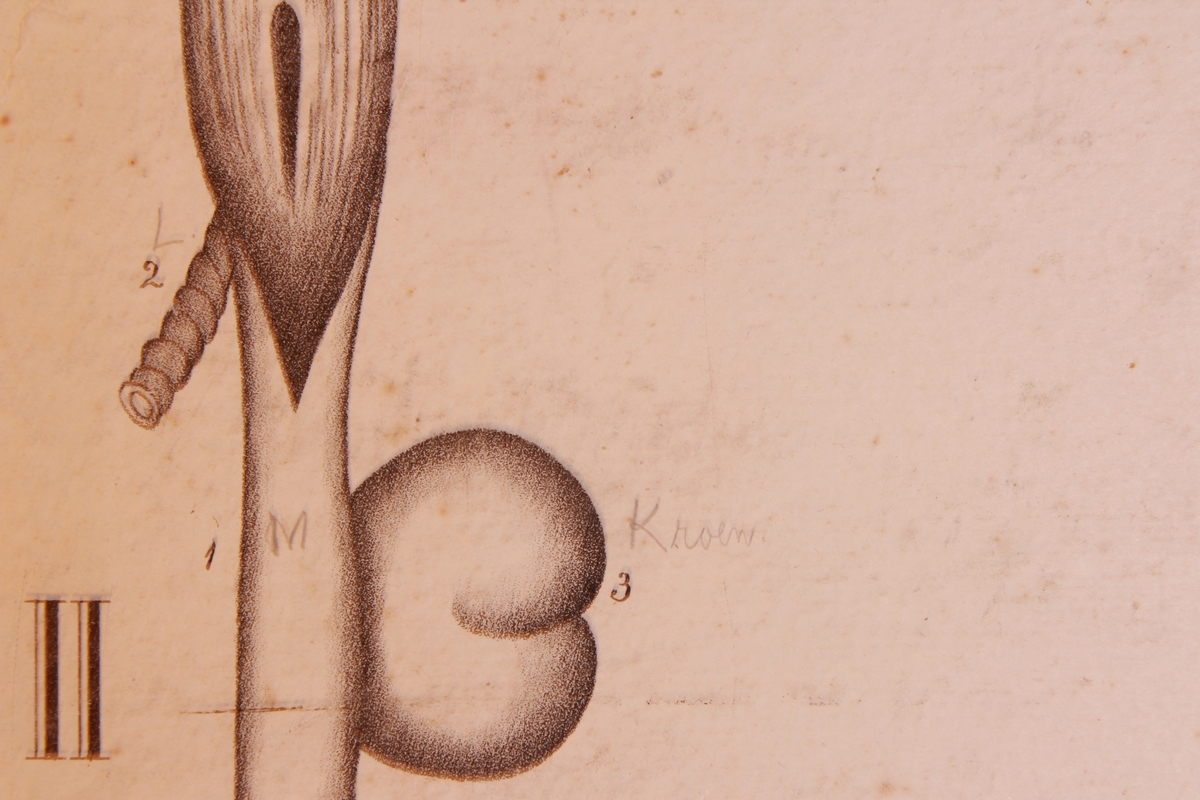 Store og små detaljer av ender.