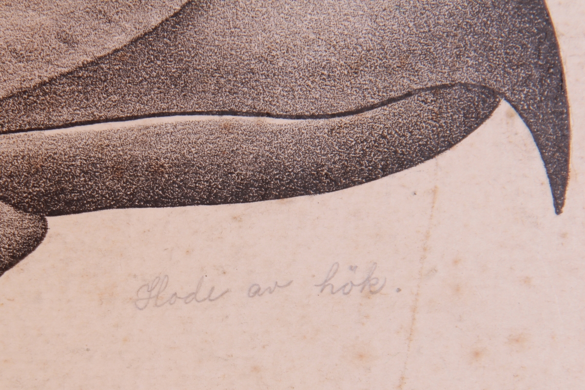 Store og små detaljer av fugler og ørn