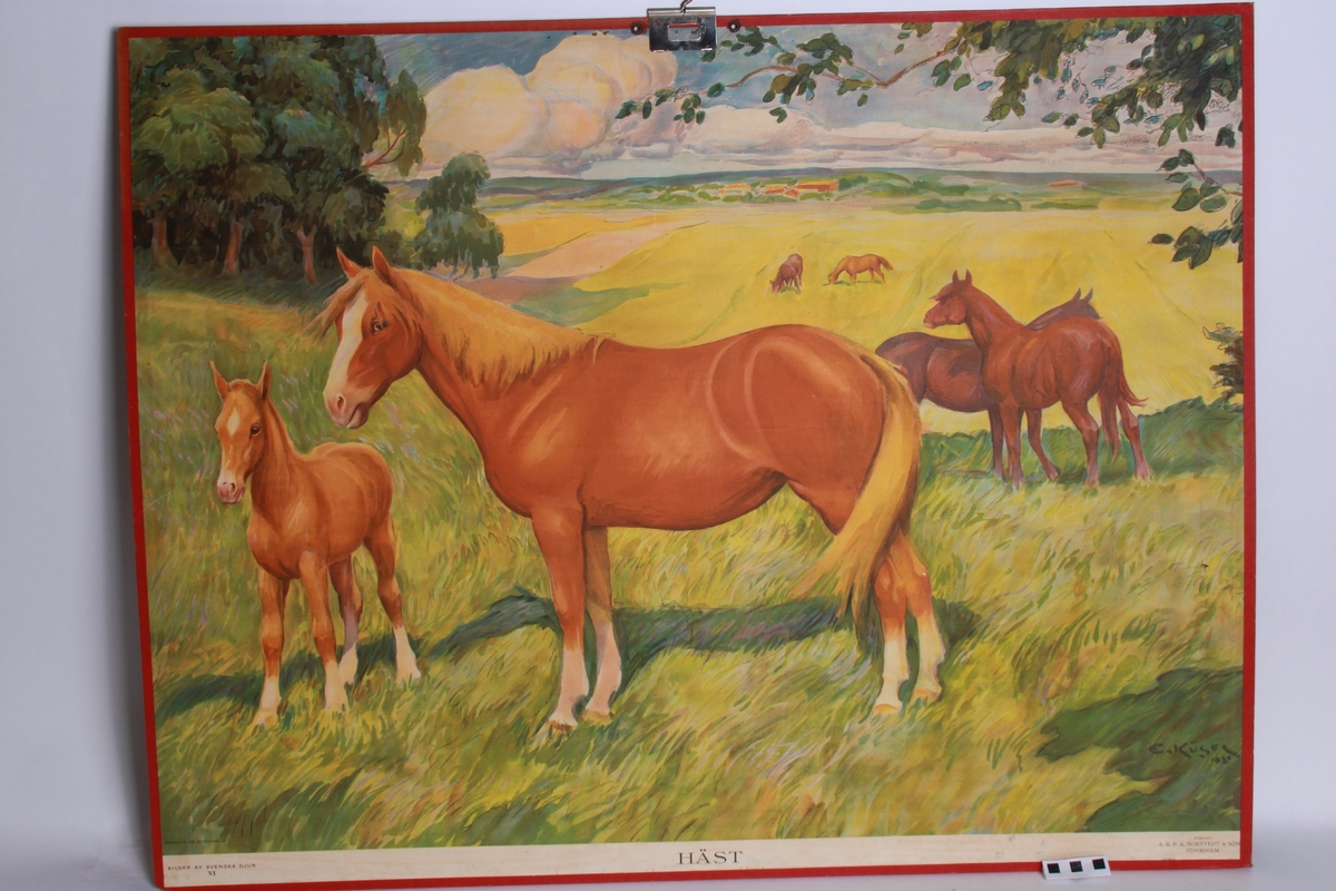 Foran hester. Bak kyr.