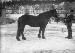 Petter Syltes hoppe, 15.02.1914, mann og hest, utstilling