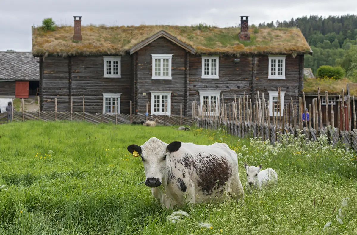 Musea i  Nord-Østerdalen
