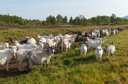 Geiter. Geit. Geitehold. Husdyr. Fra Tørresvangen, Tynset, H