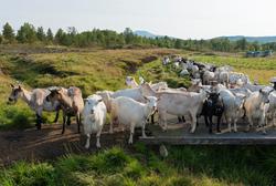 Geiter. Geit. Geitehold. Husdyr. Fra Tørresvangen, Tynset, H