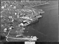 Postkort. Frøya fiskeindustri på Nesset