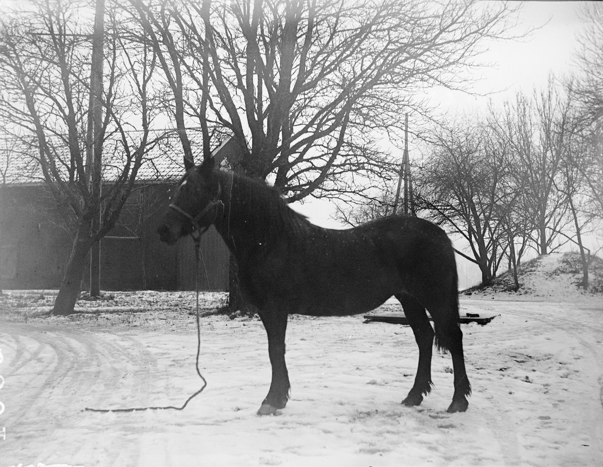 Häst tillhörande Robert Larson, Hårsbäck, Västerlövsta socken, Uppland 1921
