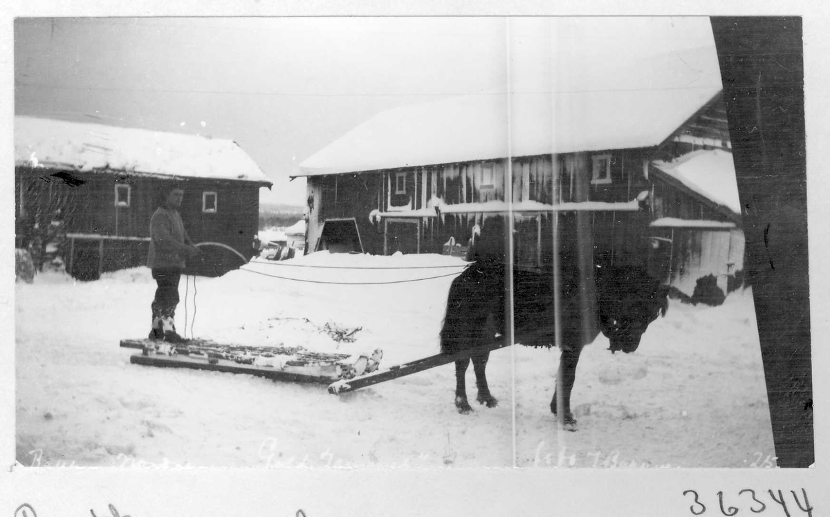 Mann Med Hest Og Slede Anno Musea I Nord Østerdalen Digitaltmuseum 