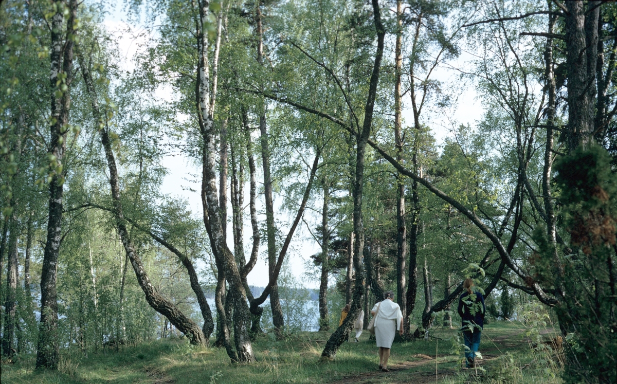 Kvillanudden är ett naturreservat i Hedesunda med den sällsynta brunmasurbjörken.