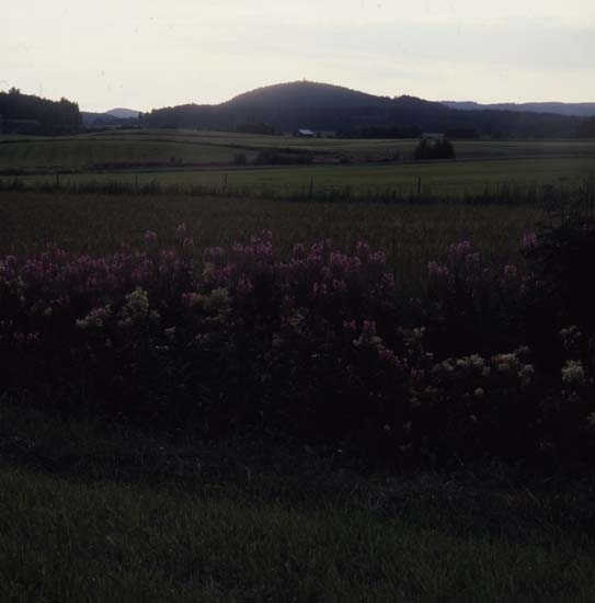 Blommande mjölkört och älggräs i Flästadalen. Här med Bullerberget i bakgrunden en kväll i juli 1985.