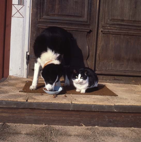Katten Kirre och hunden Tanja cirka 1977. De äter mat ur samma skål som är placerad på trappan utanför dörren.
