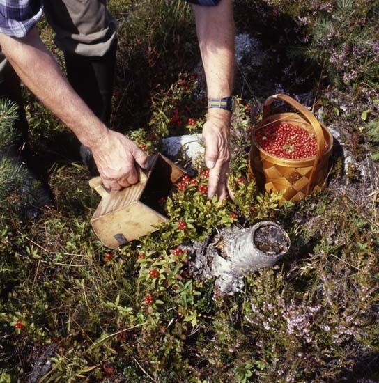 Tidningen LAND gjorde ett reportage i Hudiksvallstrakten, 29 juli 1986. Här ser vi en man i skogen som plockar lingon med en bärplockare. Bären lägger han i en spånkorg.