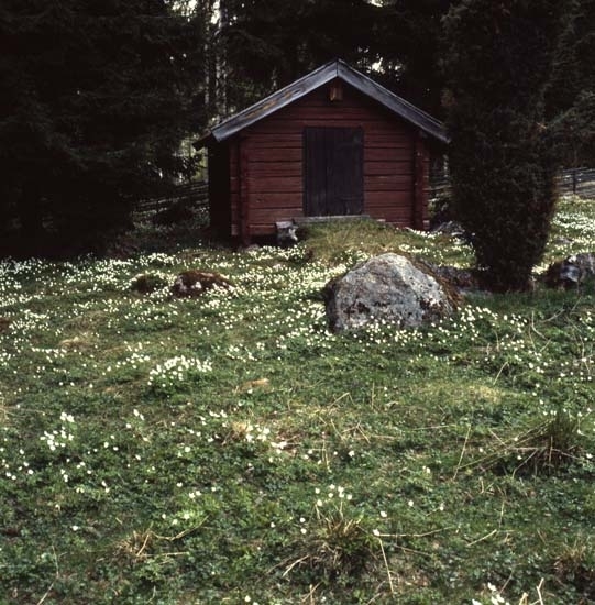 Vitsippsbacken i hembygdsbyn i Rengsjö, 23 maj 1982.