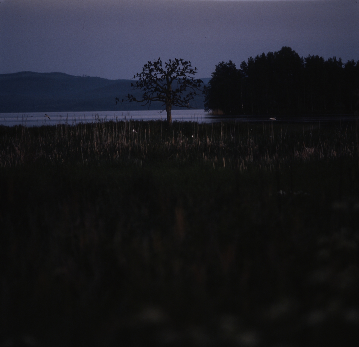 Nära vattnet står ett träd vars krona är full med kajor, Norrbo vid Sördellen juli 1991.
